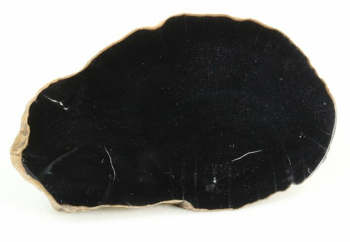 Black Petrified Wood Slice - Arizona #41973